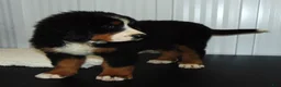 Bernese Mountain Dog dogs for sale: Callie - Ad 1