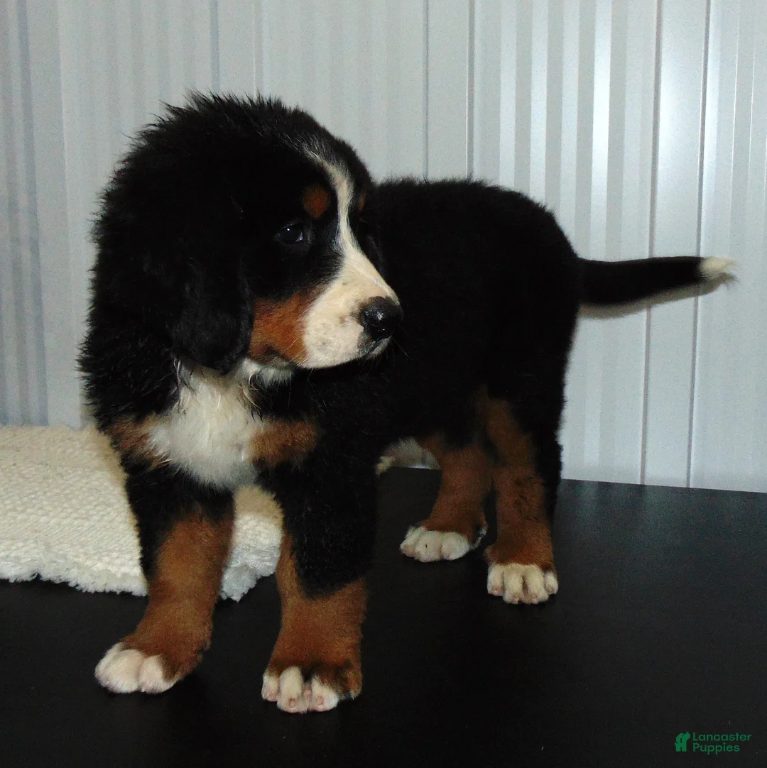 Bernese Mountain Dog dogs for sale: Callie - Ad 1