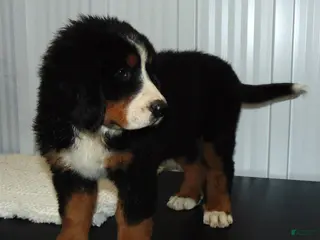 Bernese Mountain Dog dogs Callie - Ad 1