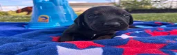 Mixed Breed dogs for sale: Tubs - Ad 5