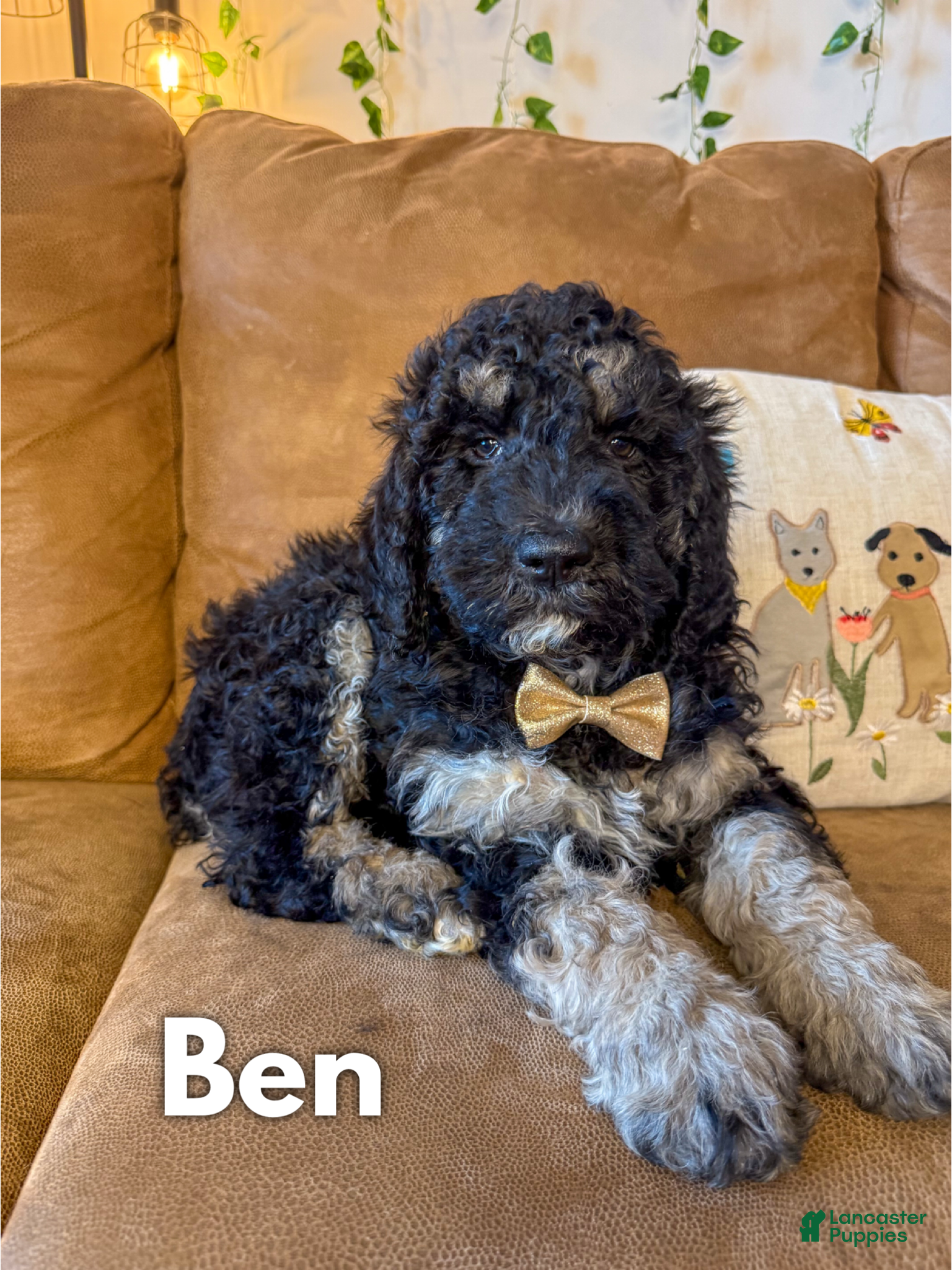 Saint Berdoodles dogs Ben - Ad 1