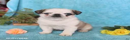 Pug dogs for sale: Brownie - Ad 4