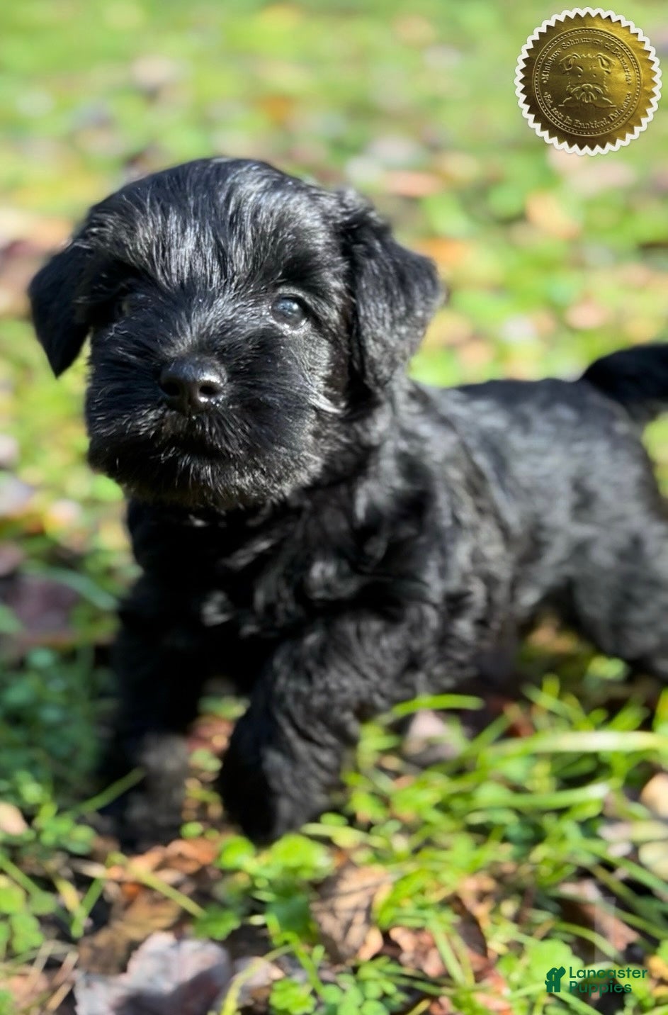 Miniature Schnauzer dogs Miniature Schnauzer Puppy 4 - Ad 3
