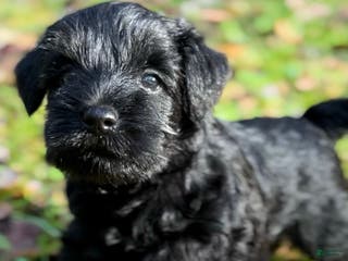 Miniature Schnauzer dogs Miniature Schnauzer Puppy 4 - Ad 16