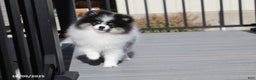 Pomeranian dogs for sale: Karter - Ad 14