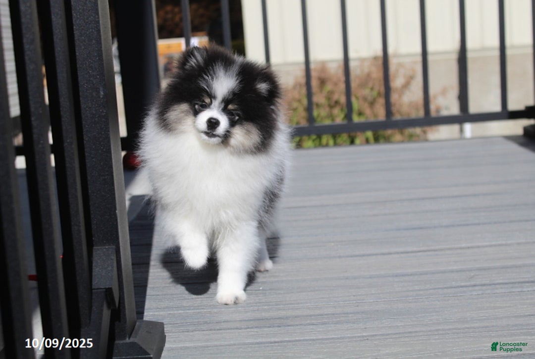 Pomeranian dogs for sale: Karter - Ad 14