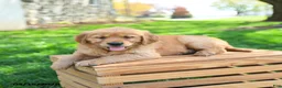 Golden Retriever dogs for sale: Willow  - Ad 3