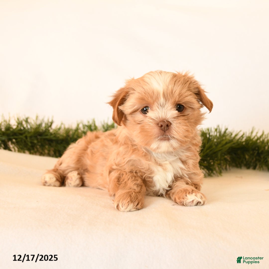 Shorkie dogs for sale: Honey - Ad 2