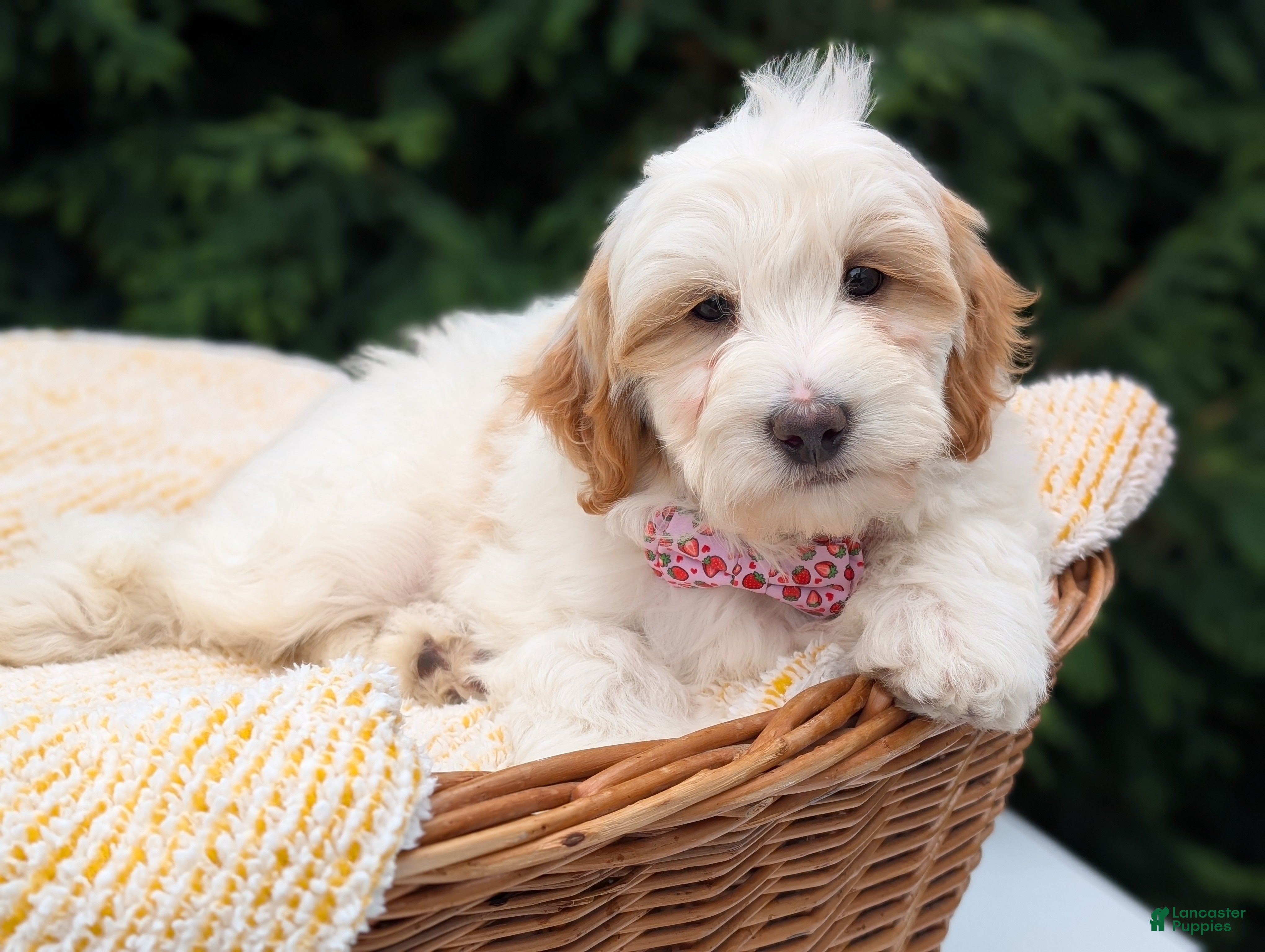Mini Goldendoodle dogs Lilly - Ad 2
