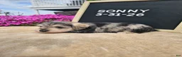 Miniature Schnauzer dogs for sale: Sunny - Ad 4