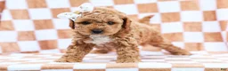 Cavapoo dogs for sale: Bennett - Ad 3