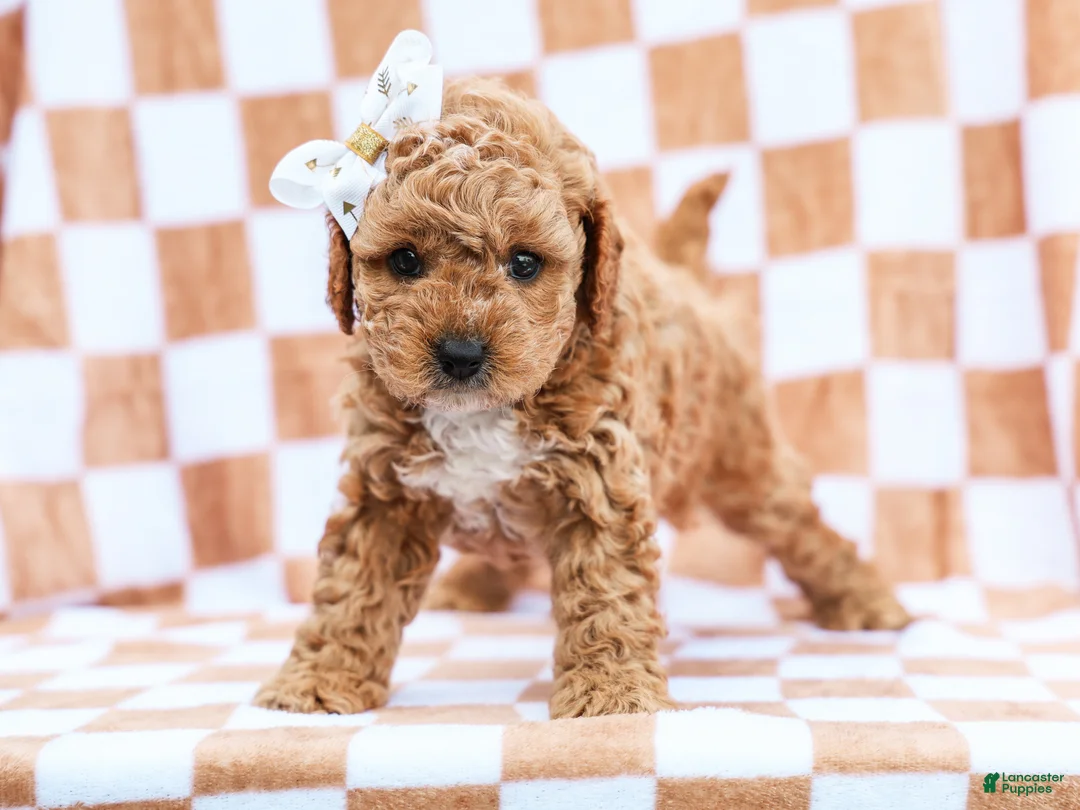 Cavapoo dogs for sale: Bennett - Ad 3