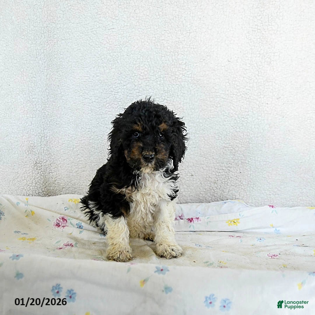 Standard Poodle dogs for sale: Mocha - Ad 3