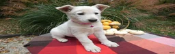 German Shepherd dogs for sale: German Shepherd 3 Whitney - Ad 3