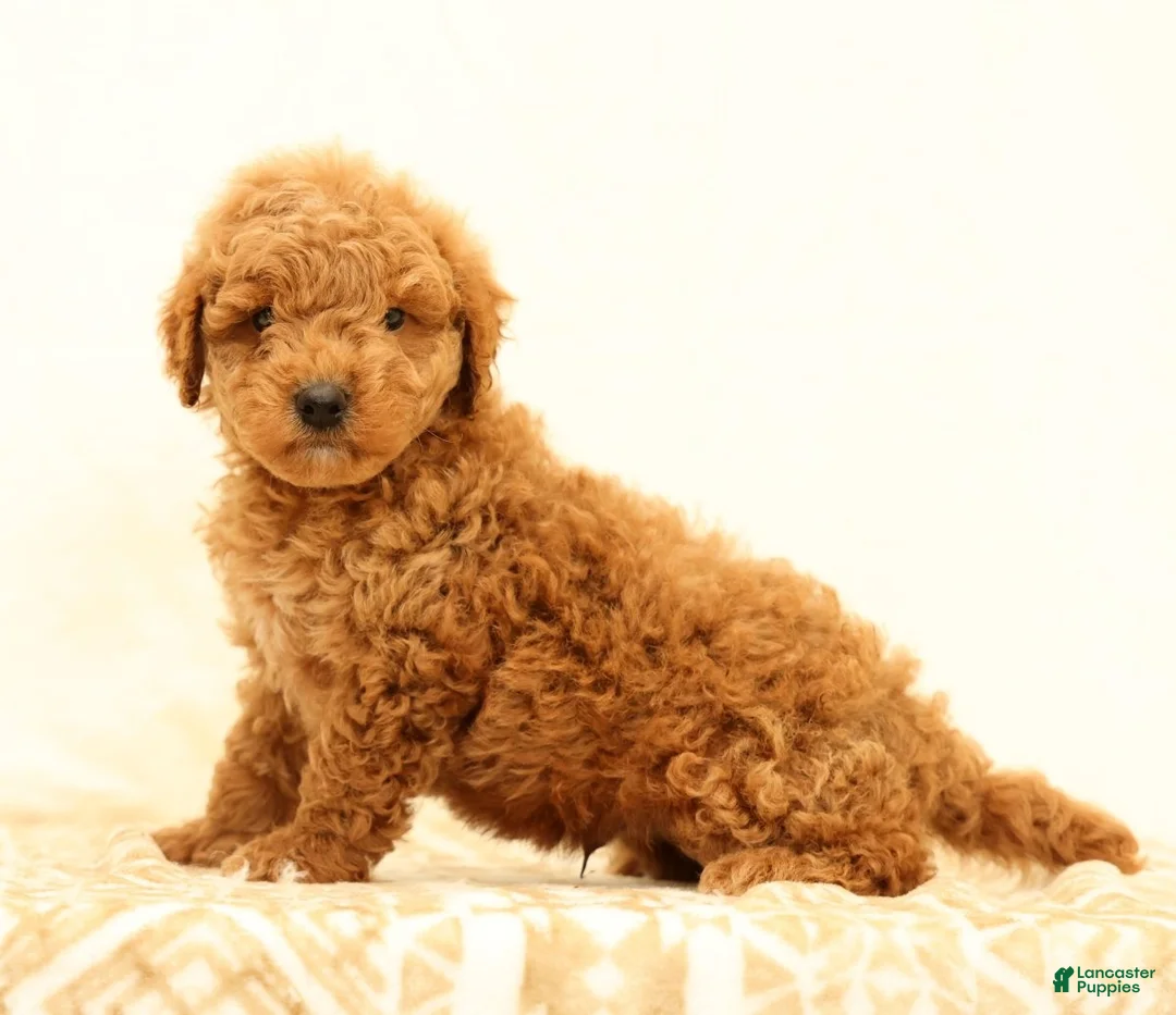 Mini Goldendoodle dogs for sale: Logan - Ad 1