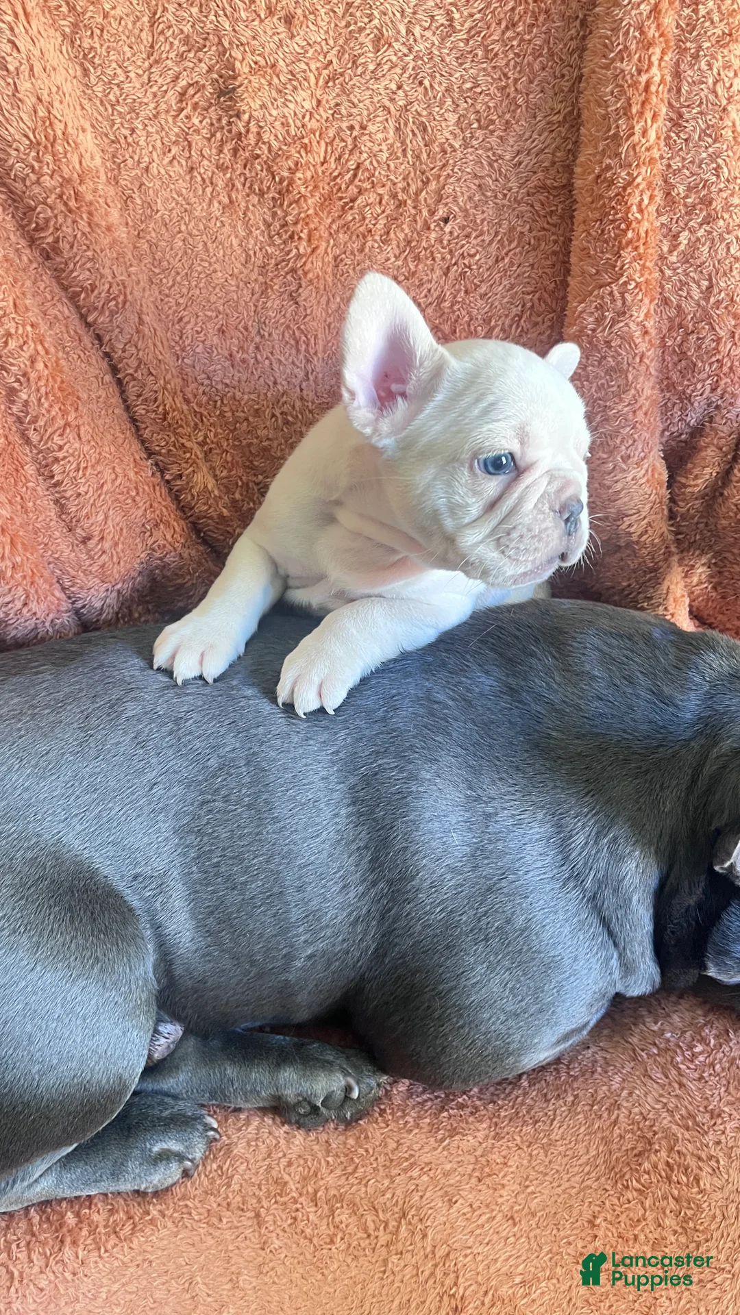 French Bulldog dogs for sale: French Bulldog boy 3 - Ad 1