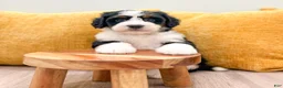 Mini Bernedoodle dogs for sale: Barbie - Ad 4