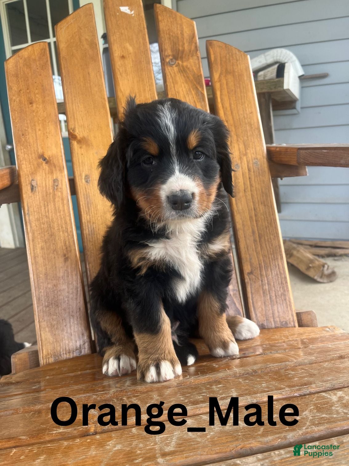 Bernese Mountain Dog dogs Orange - Ad 41