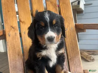 Bernese Mountain Dog dogs Orange - Ad 41