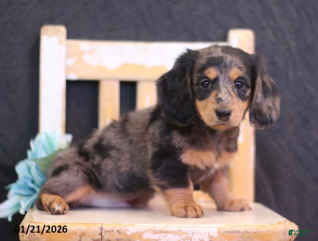 Miniature Dachshund dogs for sale: Winter - Ad 1