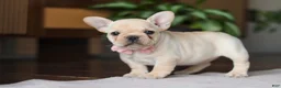 French Bulldog dogs for sale: Hazel - Ad 7
