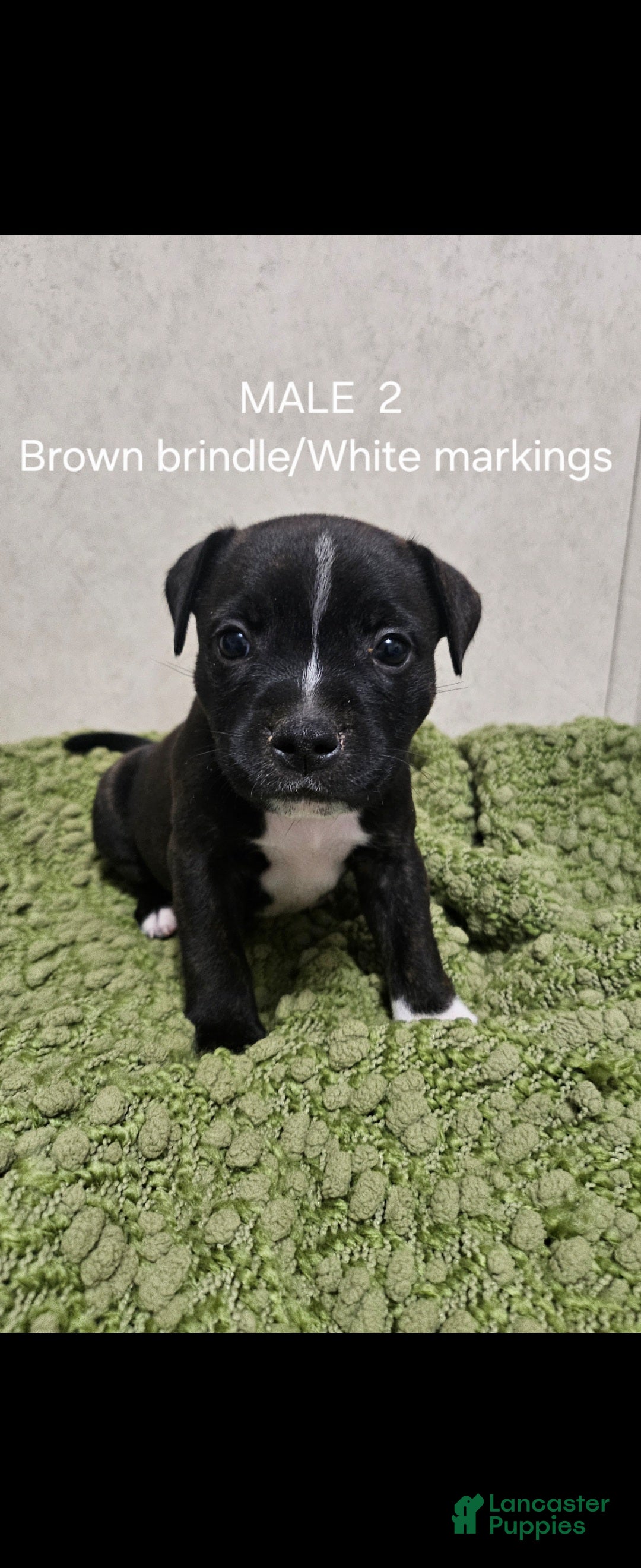 Staffordshire Bull Terrier dogs Staffordshire Bull Terrier 5 - Ad 7