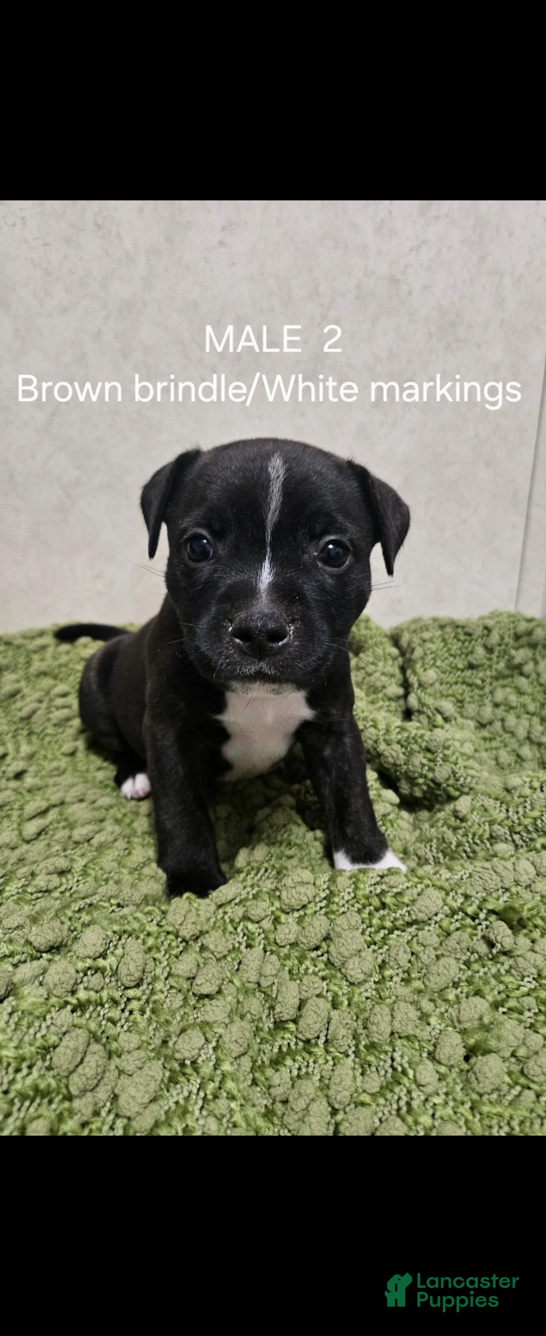 Staffordshire Bull Terrier dogs for sale: Staffordshire Bull Terrier 5 - Ad 1