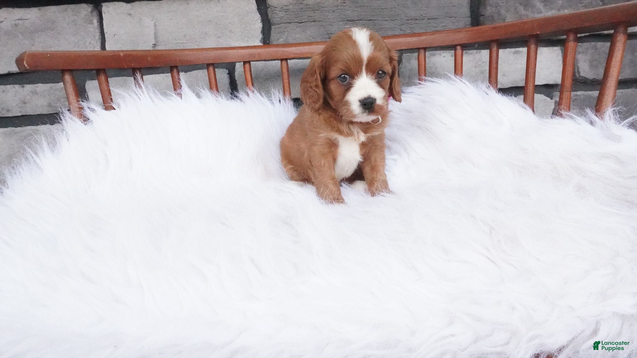 Cavapoo dogs Ellie  - Ad 1