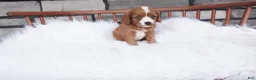 Cavapoo dogs for sale: Ellie  - Ad 8