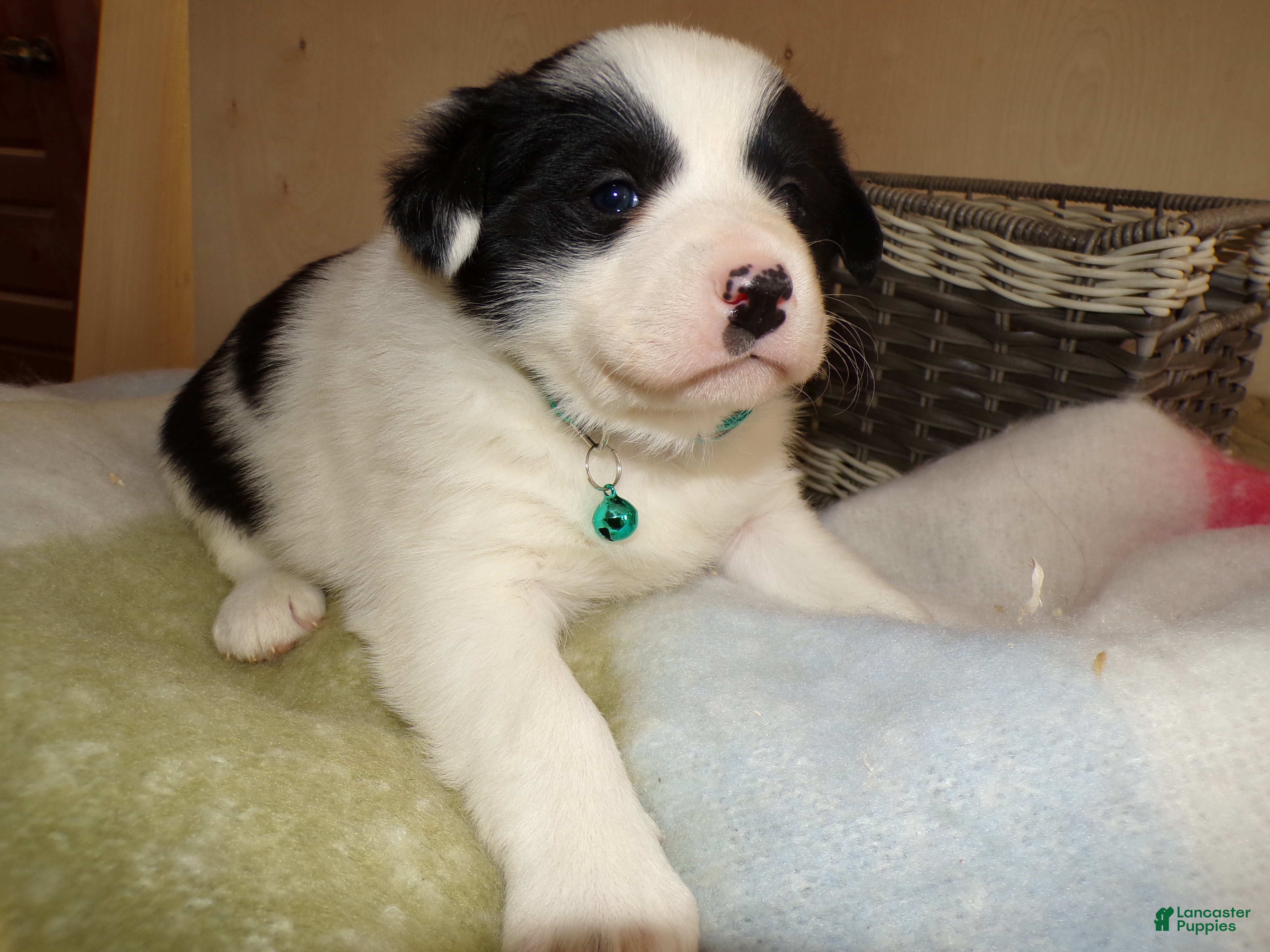 Border Collie dogs Border Collie Puppy 4 Jenny - Ad 25