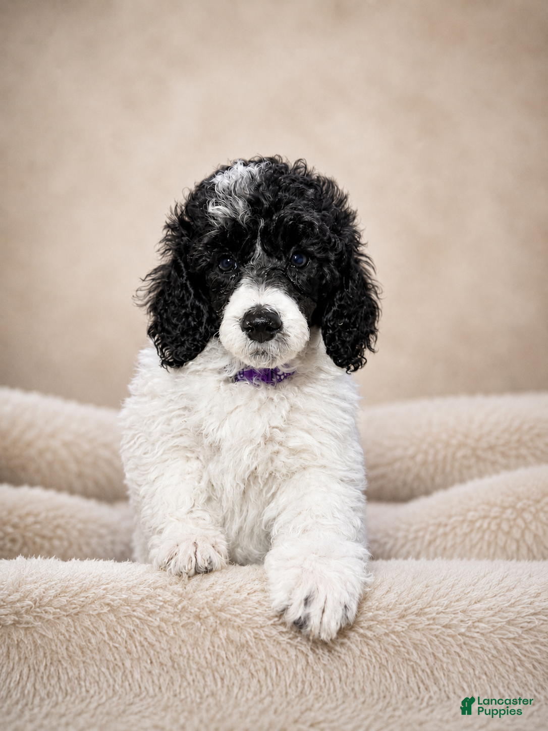 Miniature Poodle dogs Miniature Poodle Purple - Ad 2