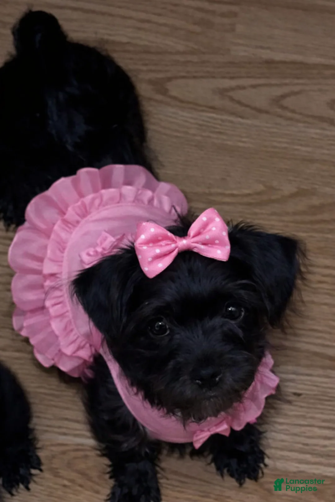 Shihpoo dogs for sale: Shihpoo Puppy 3 - Ad 1