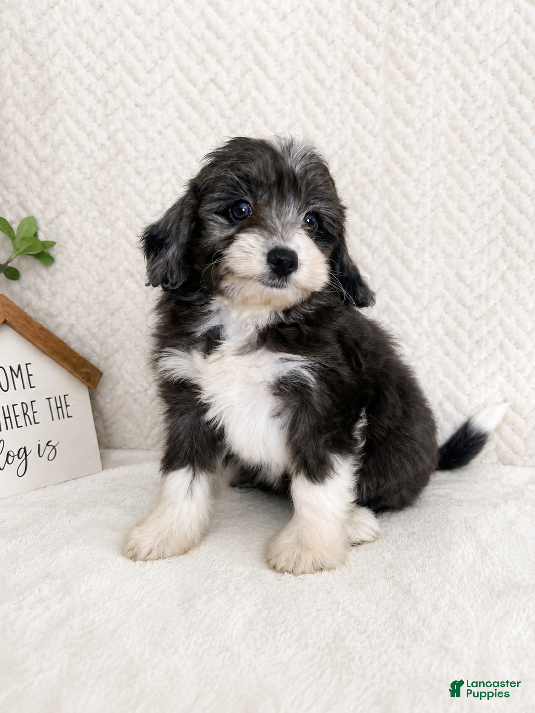 Mini Aussiedoodle dogs Avery - Ad 27