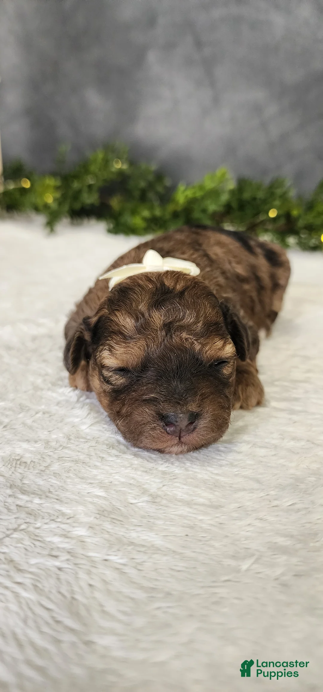 Miniature Poodle dogs for sale: Joy - Ad 3