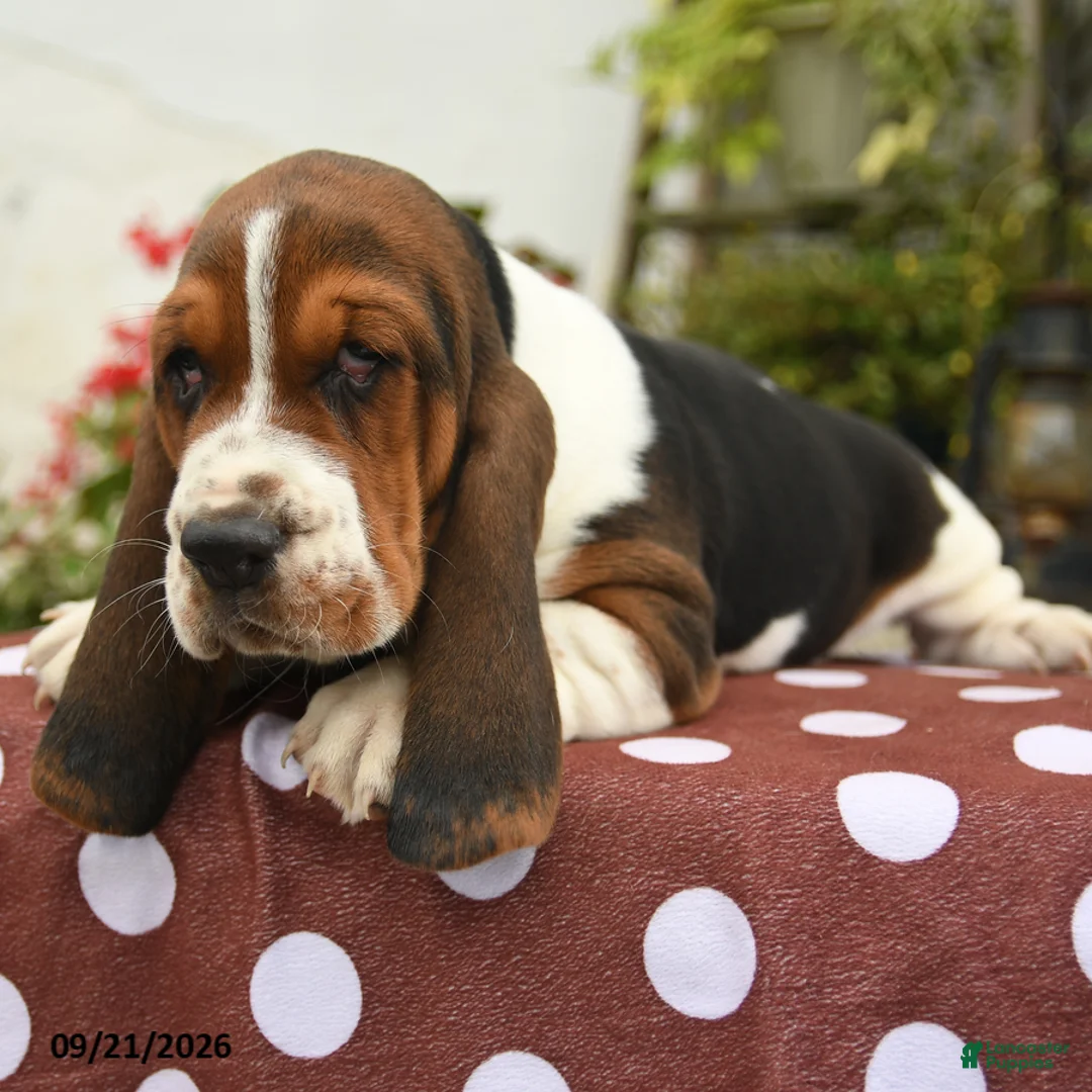 Basset Hound dogs for sale: Judge - Ad 3
