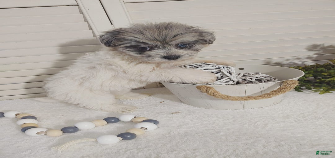 Gallery Image {{count}}