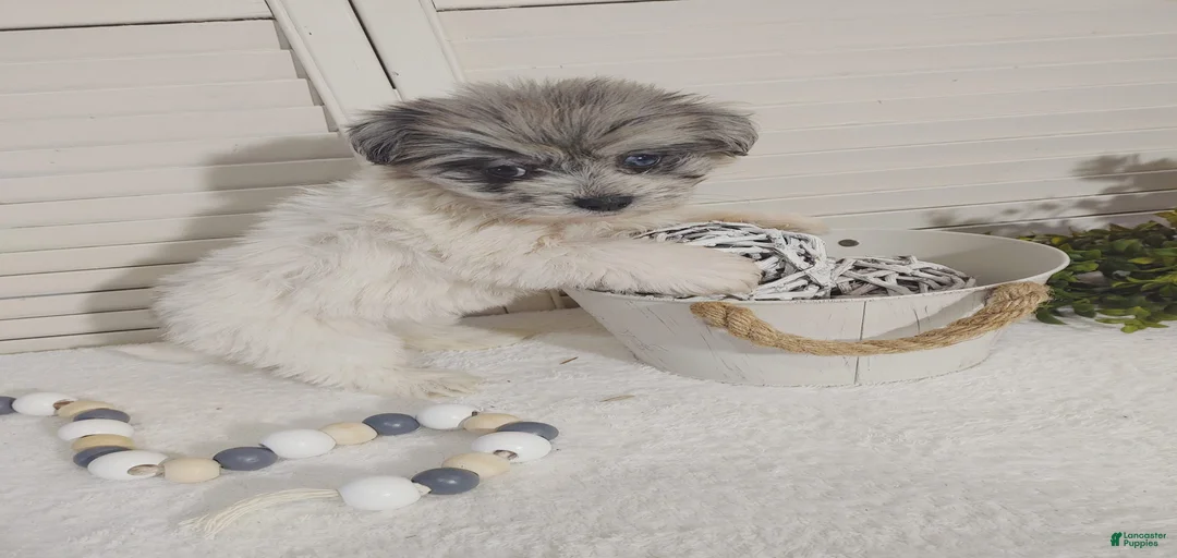 Gallery Image {{count}}