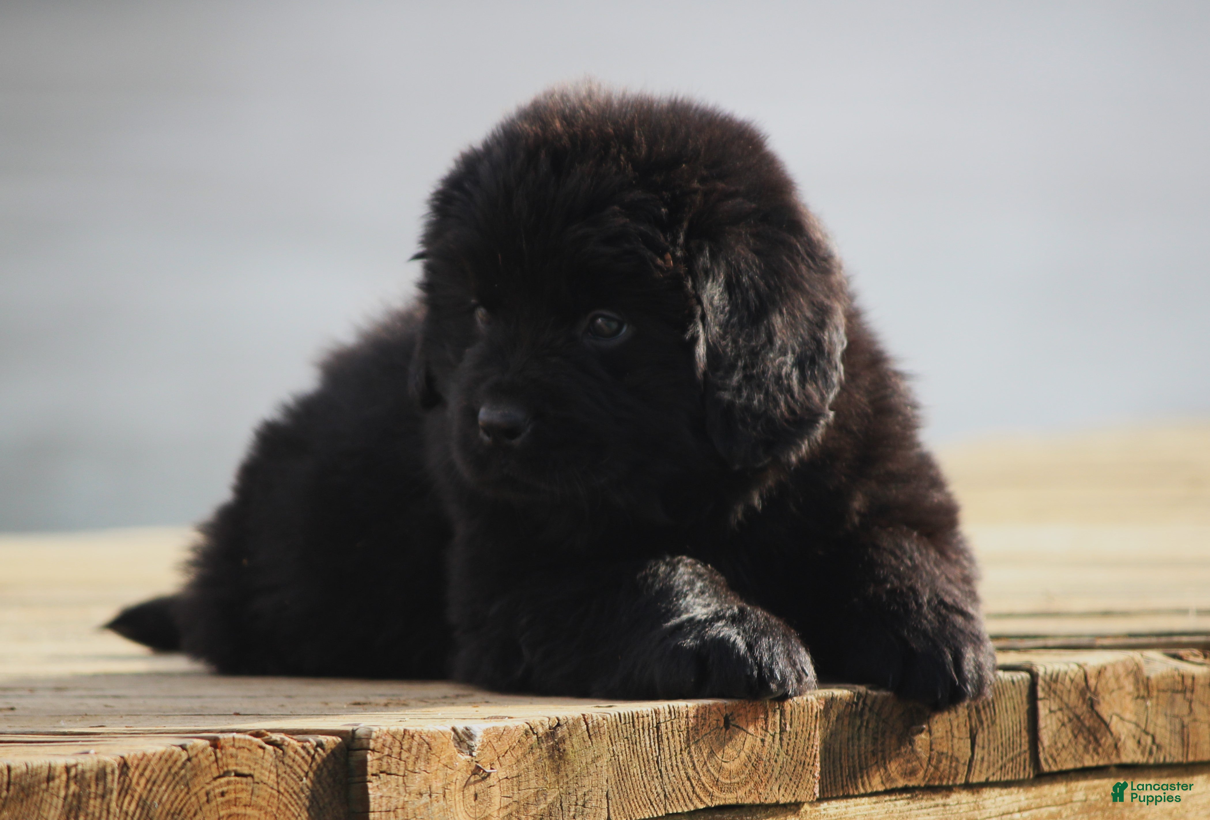 Newfoundland dogs Tia - Ad 34