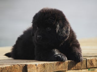 Newfoundland dogs Tia - Ad 34