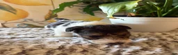 Wire Fox Terrier dogs for sale: Clawhauser - Ad 5