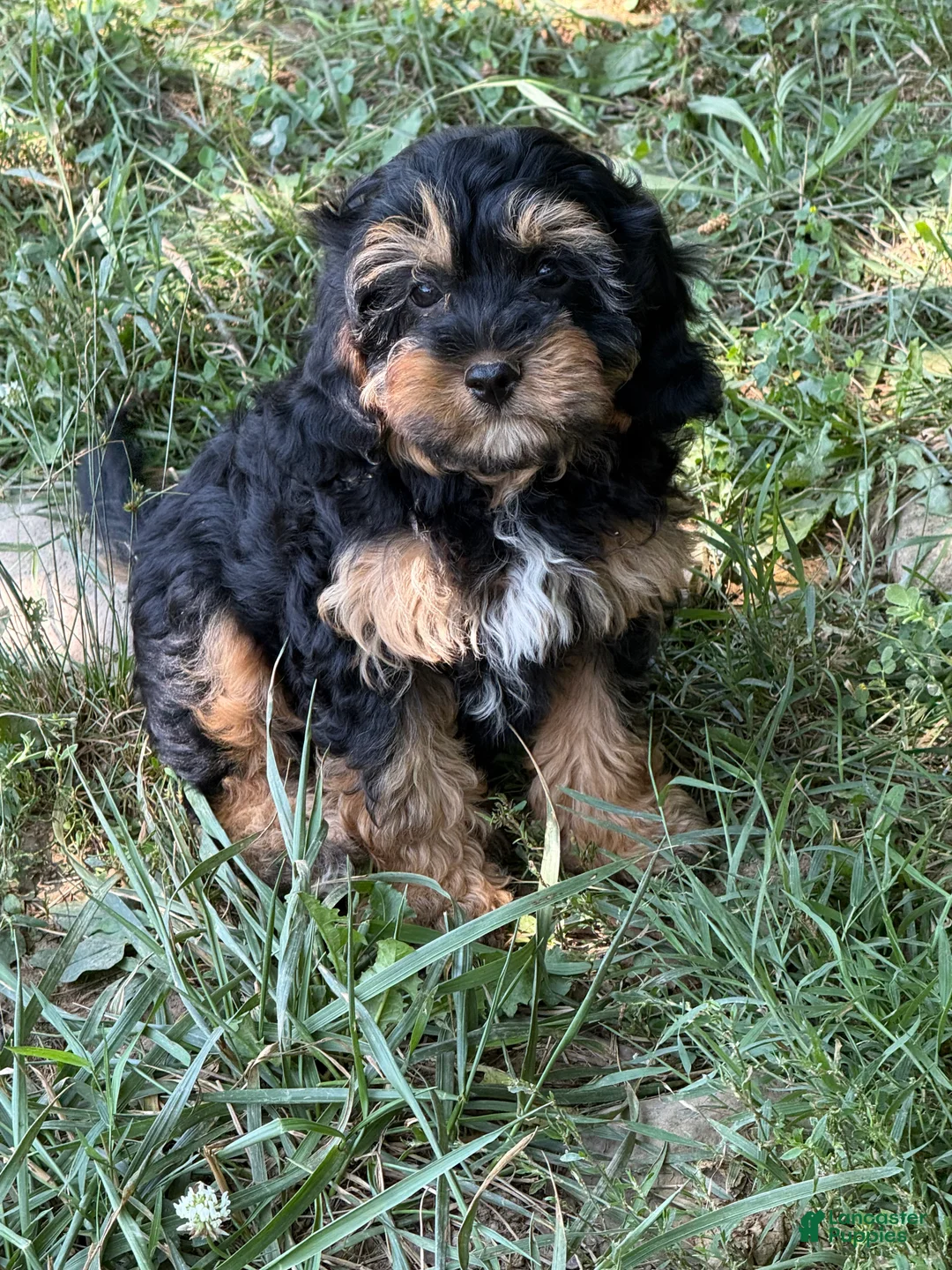 Cavapoo dogs for sale: Sam - Ad 2
