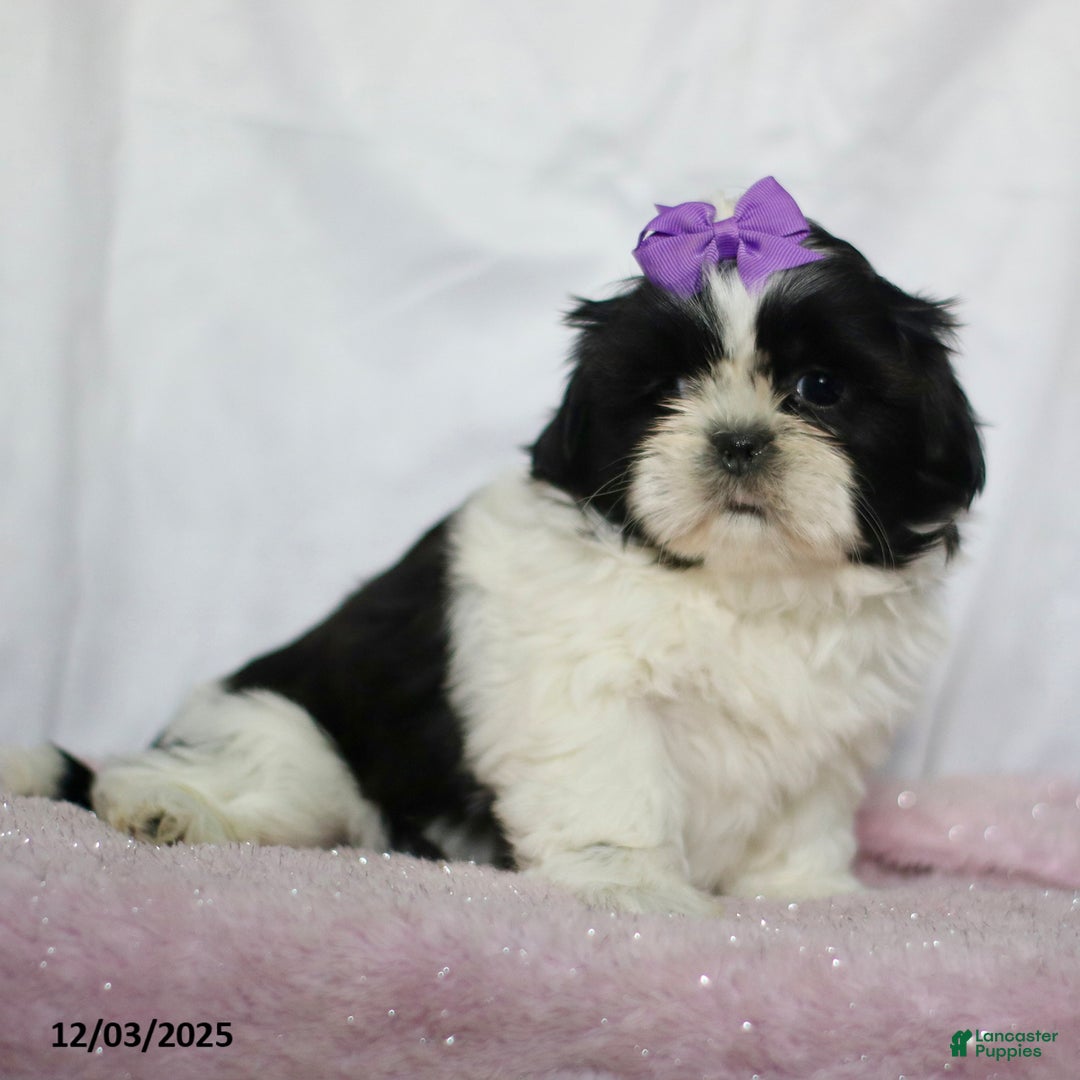 Shih Tzu dogs for sale: Jillian - Ad 2