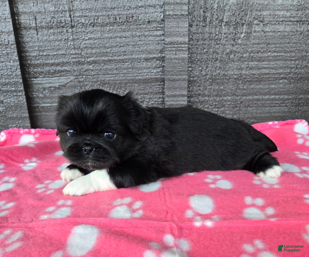 Pekingese dogs for sale: Wednesday  - Ad 8