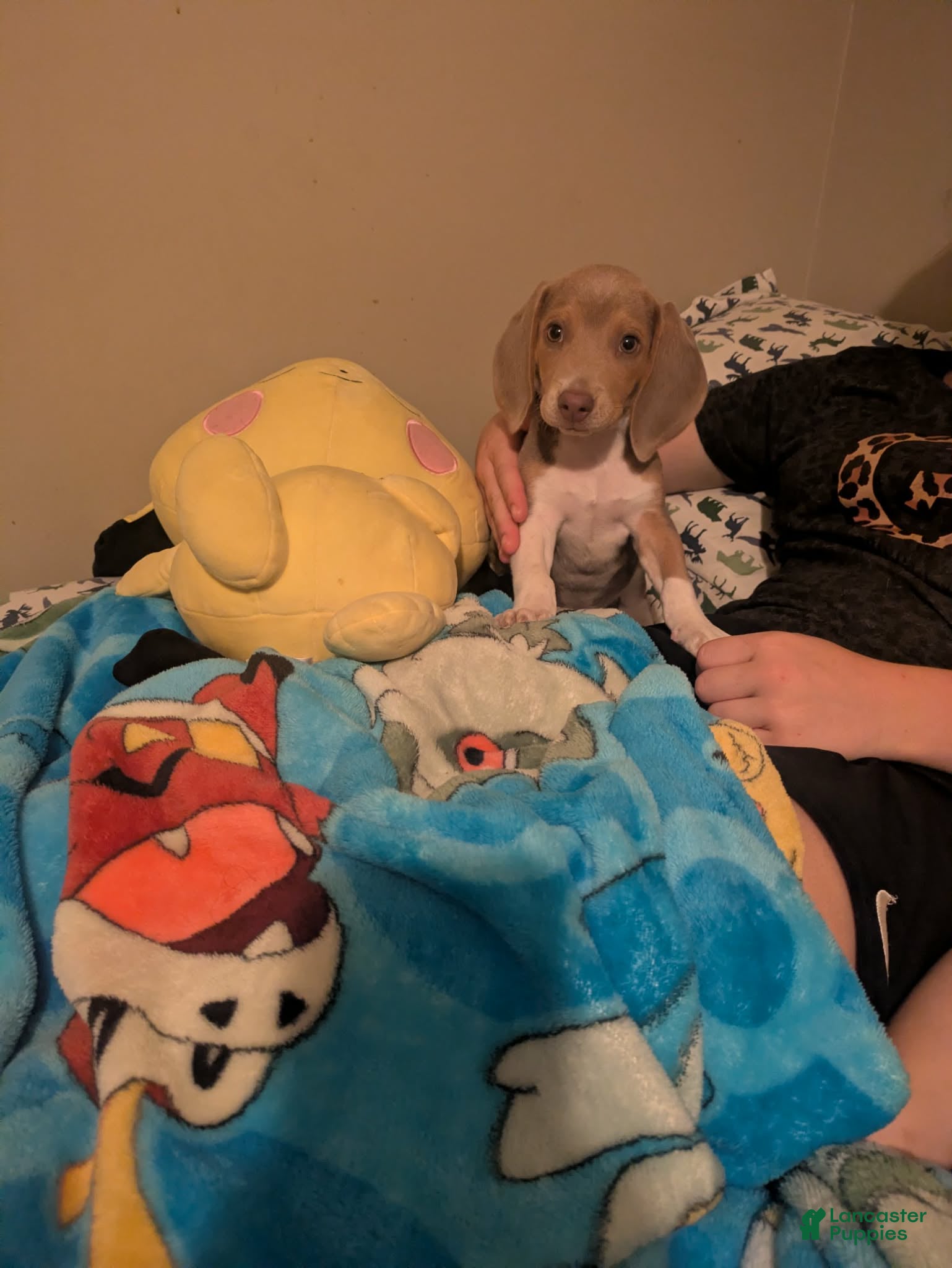 Beagle dogs Mr Raptor Blue - Ad 2