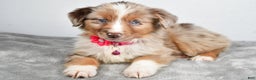 Miniature Australian Shepherd dogs for sale: June - Ad 5