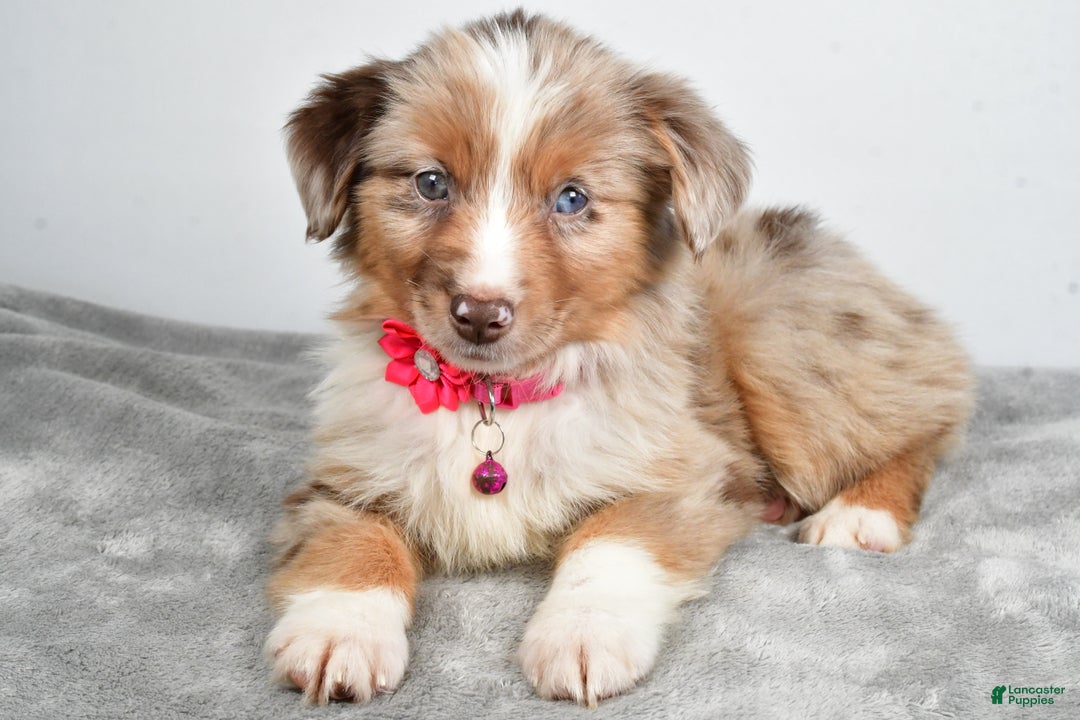 Miniature Australian Shepherd dogs for sale: June - Ad 5