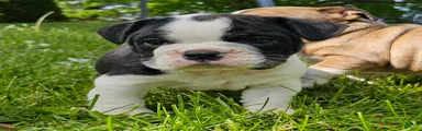 Mini Bulldog Tuxedo Boy