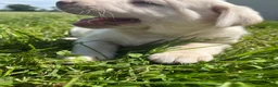 Labrador Retriever dogs for sale: Lily - Ad 2