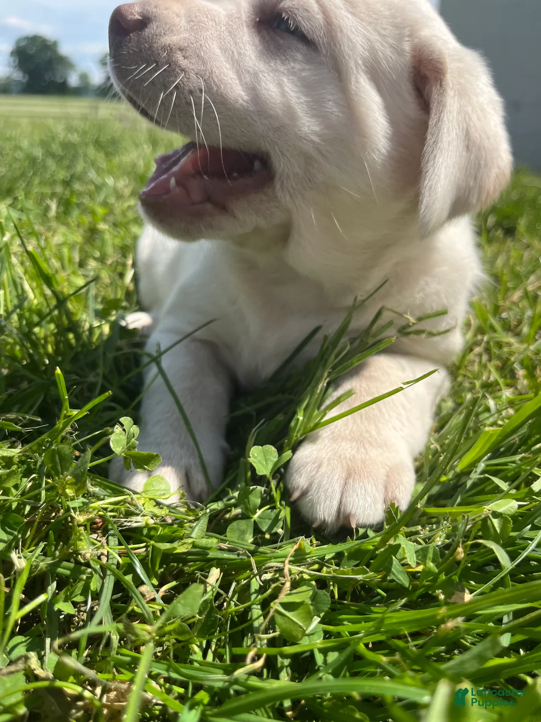 Labrador Retriever dogs for sale: Lily - Ad 2