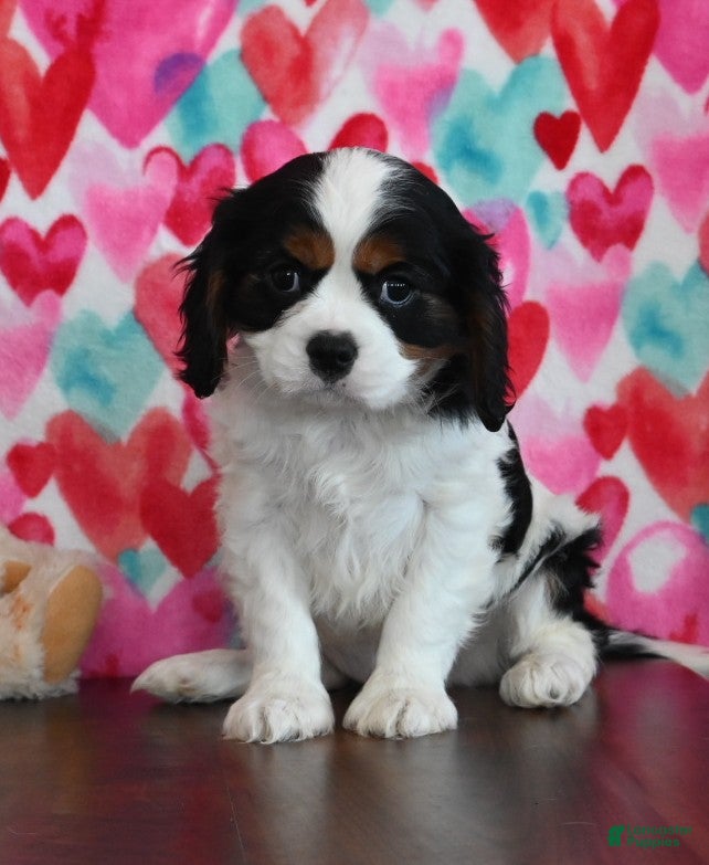 Cavalier King Charles Spaniel dogs for sale: Rover - Ad 1